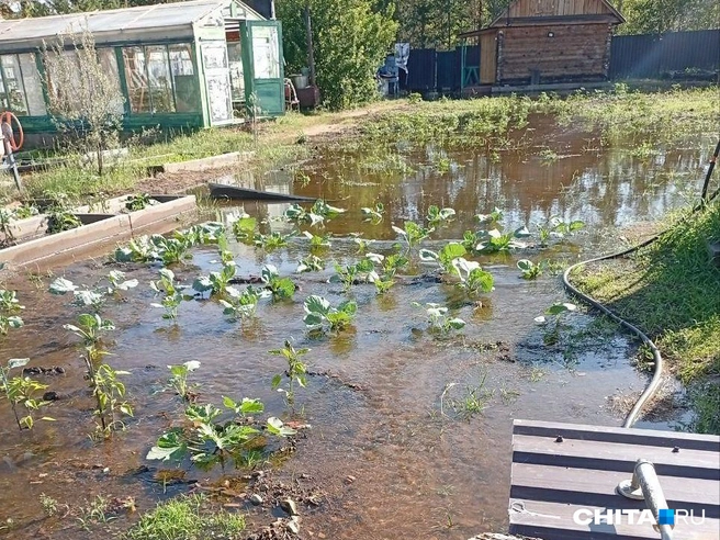 В кооперативе подтопило огороды | Источник: очевидец
