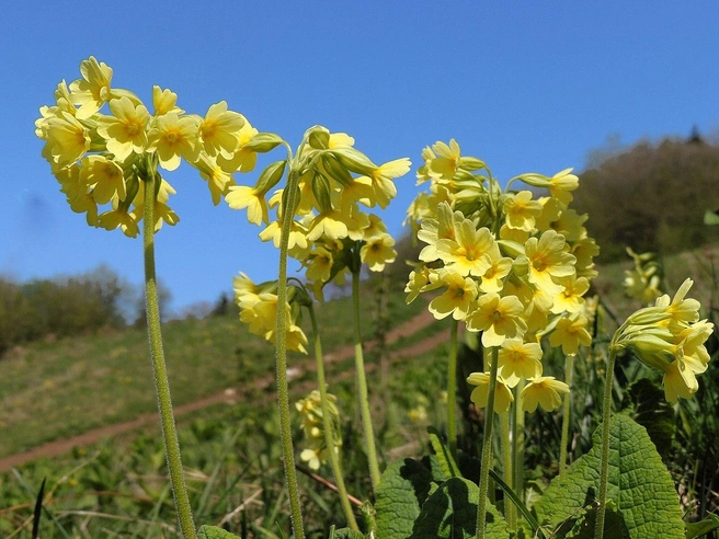 Первоцвет высокий (Primula elatior) | Источник: xulescu_g /CC BY-SA 2.0