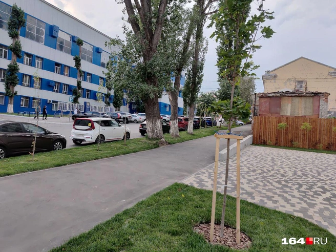 Надеемся, что хотя бы деревья приживутся и сквер не будет таким пустым, как сейчас | Источник: Сергей Гендин / 164.RU