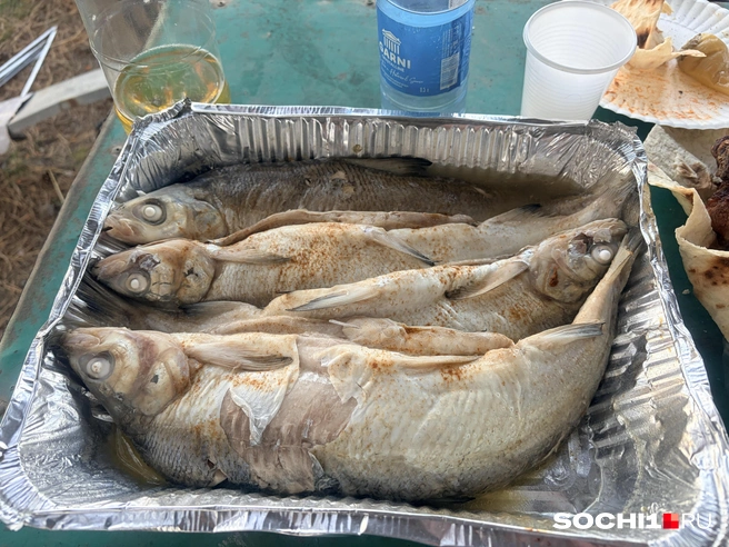Огромный севанский сиг | Источник: Анна Грицевич / SOCHI1.RU