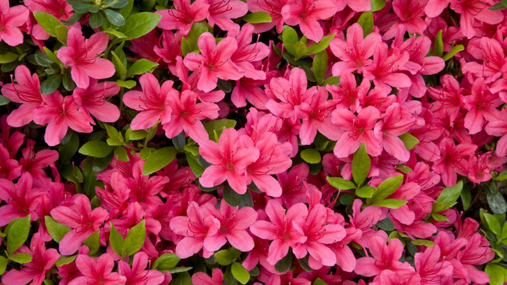 Растения-убийцы: эти 10 комнатных цветов на самом деле ядовиты