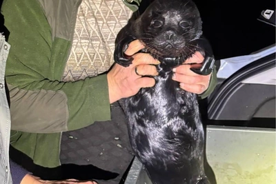 Нерпа из Ленобласти под опекой фонда