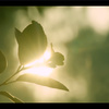 userpic__polina