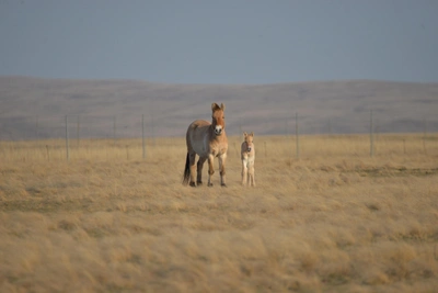 Самый поздний жеребенок лошади Пржевальского
