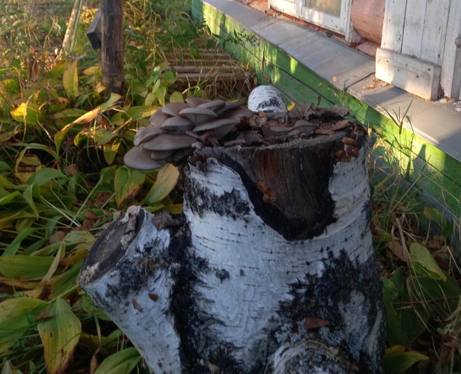 Существует множество способов приготовления вешенок  | Источник: «Грибы. Грибники Омска и Омской области"/ vk.com