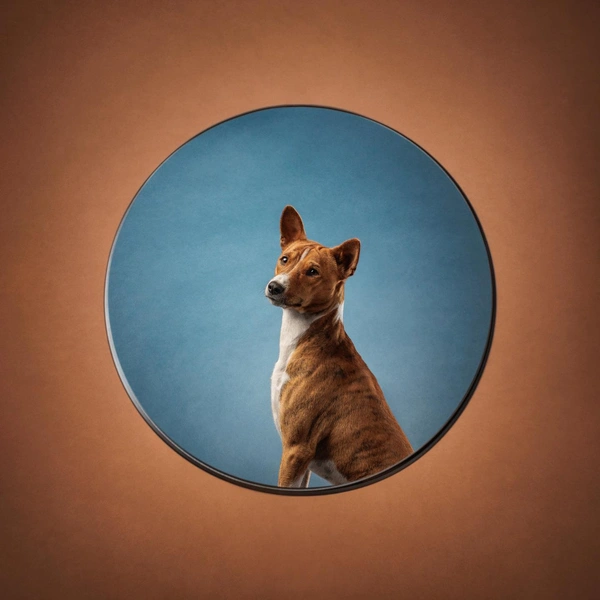 Источник: International Pet Photography Awards