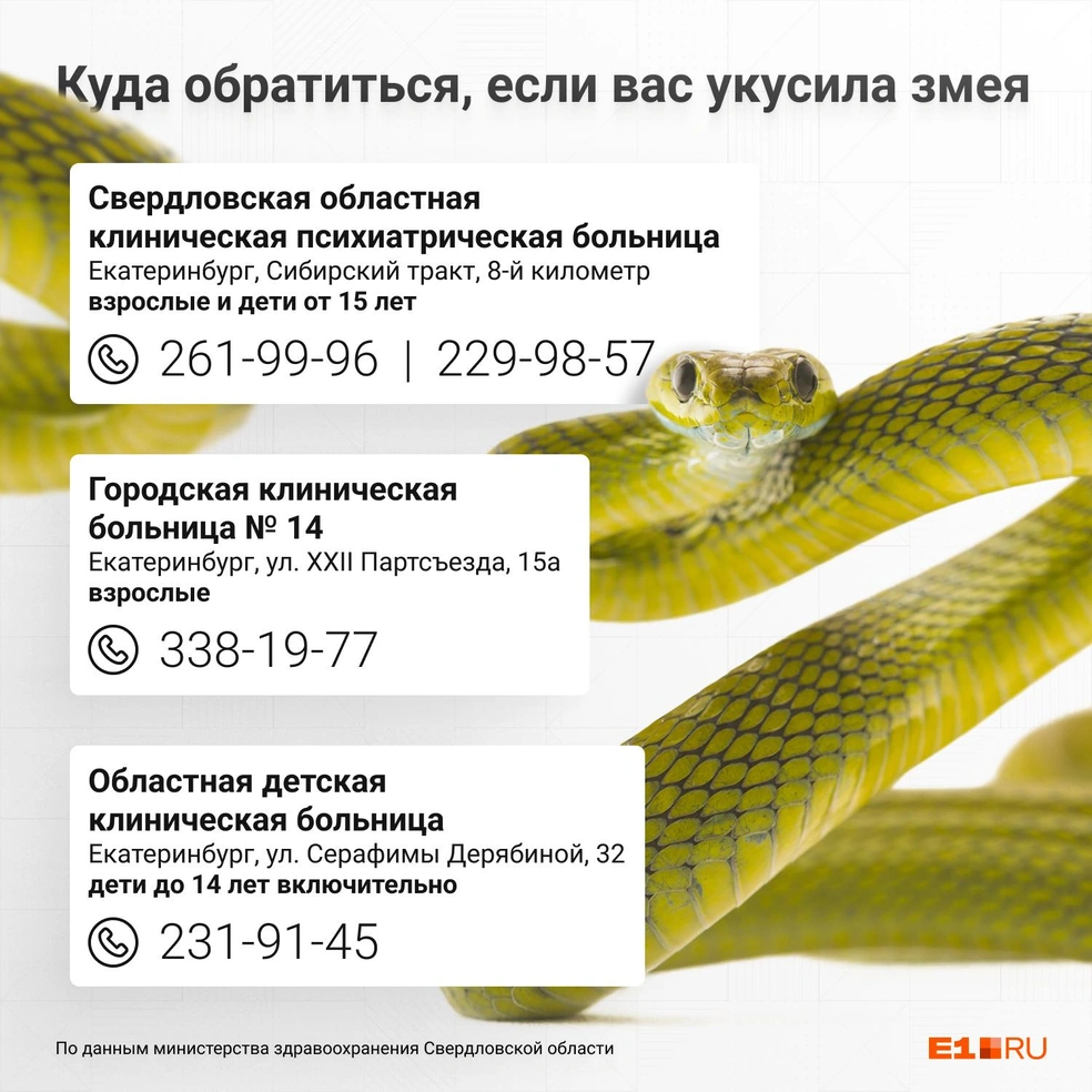 Адреса и телефоны больниц, куда нужно обращаться с укусом змеи | Источник: Филипп Сапегин / E1.RU