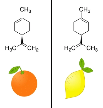 Хиральность молекул влияет на свойства веществ. Так, правые молекулы лимонена, относящегося к классу терпенов, пахнут апельсином, а левые&nbsp;— лимоном | Источник: Shutterstock/Fotodom.ru