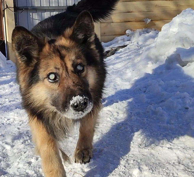 Девушка признается, что просто не может пройти мимо животного, которое нуждается в помощи | Источник: Татьяна Праздникова