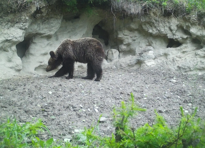 В заповеднике в селе Яйлю приютили медвежонка | Источник: Фотоловушка. Установка&nbsp;— Юрий Калинкин