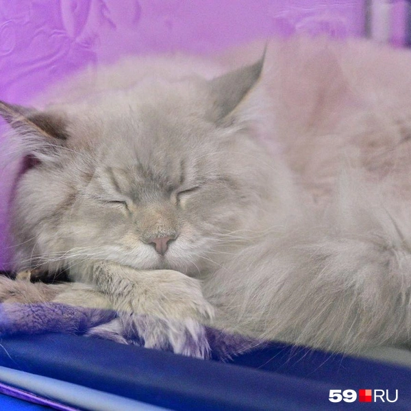 Спящее облачко | Источник: Василина Любимова / 59.RU
