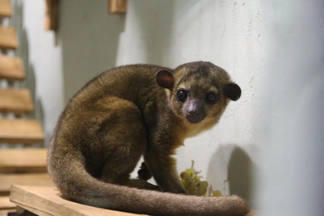 Кинкажу поселился в павильоне «Страна обезьян» | Источник: пресс-служба зоопарка Удмуртии