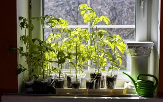Дачный сезон близко: 20 огородных и садовых культур, которые нужно посеять на рассаду в феврале