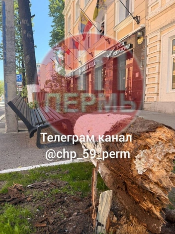 Липа упала на тротуар и задела людей | Источник: ЧП Пермь / Telegram