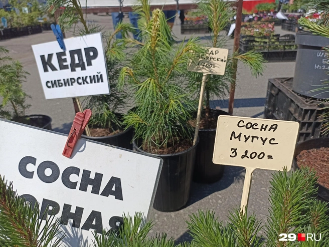 Источник: Иван Митюшёв / 29.RU
