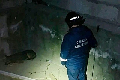 В Ульяновске спасли пса из заброшенного бассейна