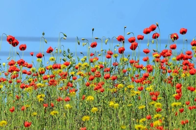 Sea of Flowers Covers Spring Steppe Near Volgograd
