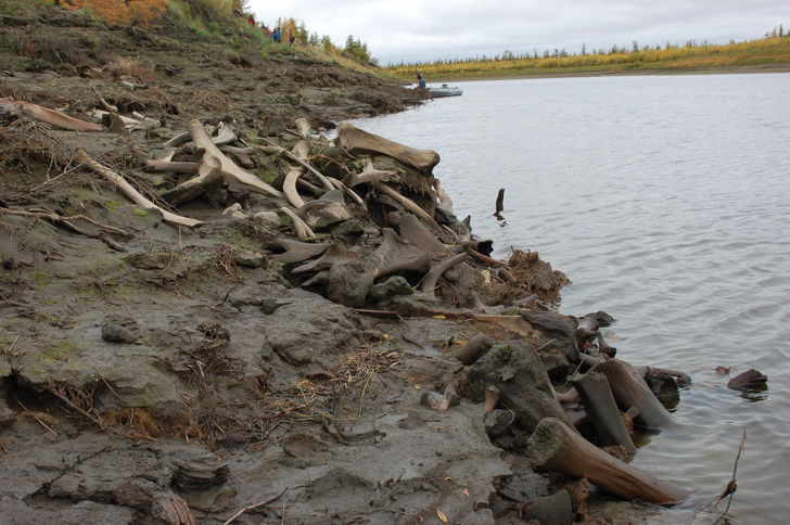 Раскрыта тайна «кладбища мамонтов» на севере Якутии: как кости оказались тут 12 тысяч лет назад?