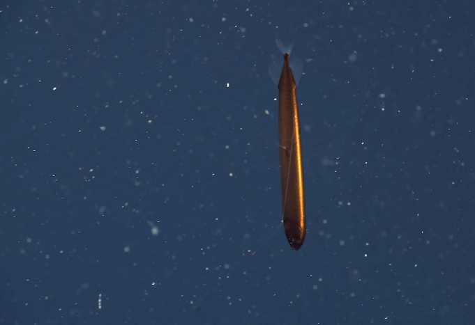 Торпеда из морских глубин: ученые сняли на видео погружение редкой рыбы-дракона