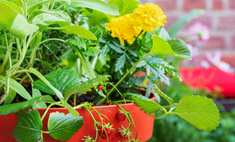 Огород на дому: секреты выращивания на балконе хрустящих огурцов, сочных помидоров и свеклы