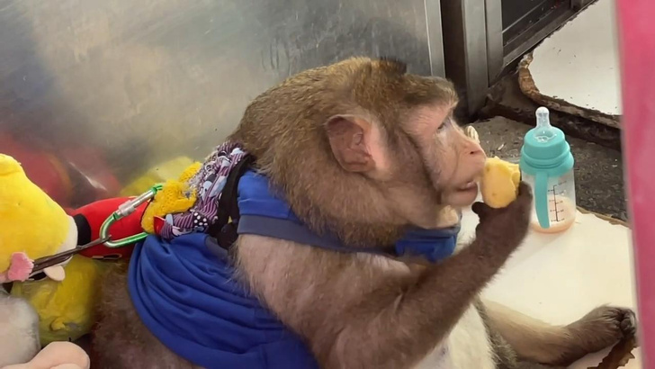Умер Годзилла: история обезьяны, которую убила популярность в интернете