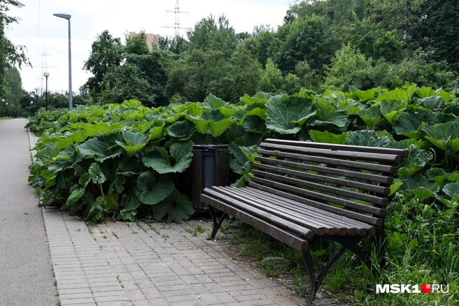 Лопухи вокруг скамеек дают прохладу в жару | Источник: Артем Устюжанин / MSK1.RU