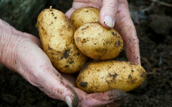 Сам борется с болезнями: ученые нашли у картофеля новый ген развития клубней