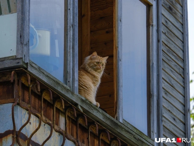 Мне этот мир абсолютно понятен | Источник: Булат Салихов / UFA1.RU