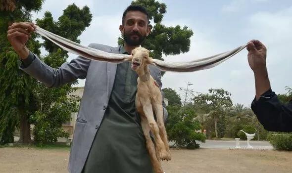 Новый Дамбо: в Пакистане родился козленок с размахом ушей 1 метр