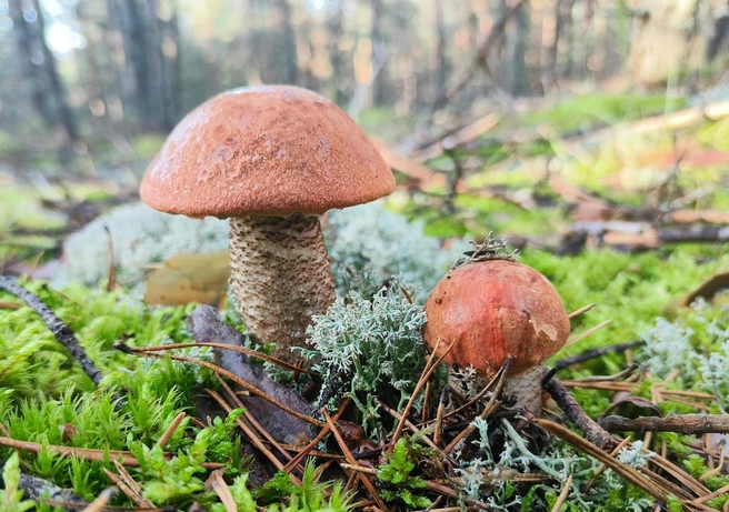 Благородные грибы уже встречаются в лесах региона | Источник: Алексей Коровин / Грибы Нижегородской области