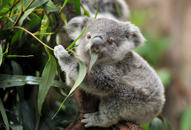 Самые милые животные фото