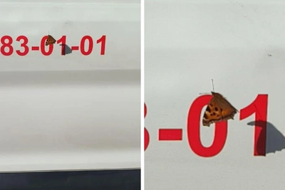 В Новосибирске появились первые весенние бабочки