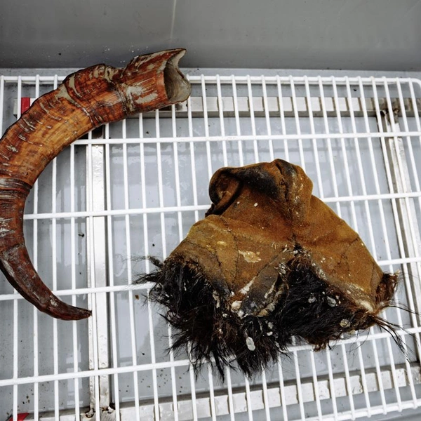 Вещи, поднятые с «Архангела Михаила» | Источник: пресс-служба РГО