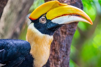 Калао Шанти, любительницу кладбищ, поймали: полюбуйтесь красавицей-беглянкой из Ленинградского зоопарка и ее родней