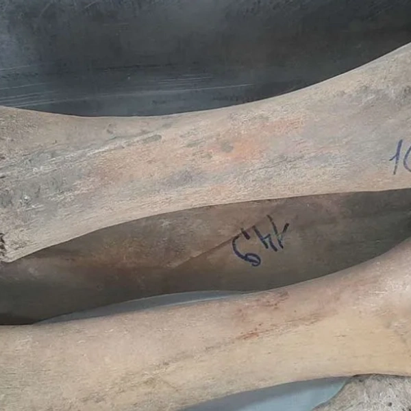 Кости мамонта | Источник: Avito.ru / yakutsk