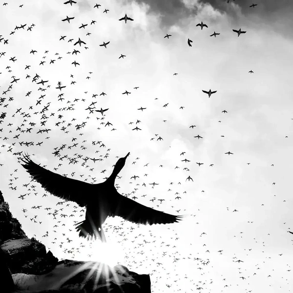 Победитель в номинации «Черно-белое фото» | Источник: Jannik Jansons / Bird Photographer of the Year 2025