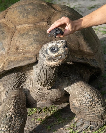 Источник: Ron Magill / Zoo Miami, via New York Post