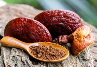 Ежовик, кордицепс, чага: что такое функциональные грибы и правда ли они так полезны