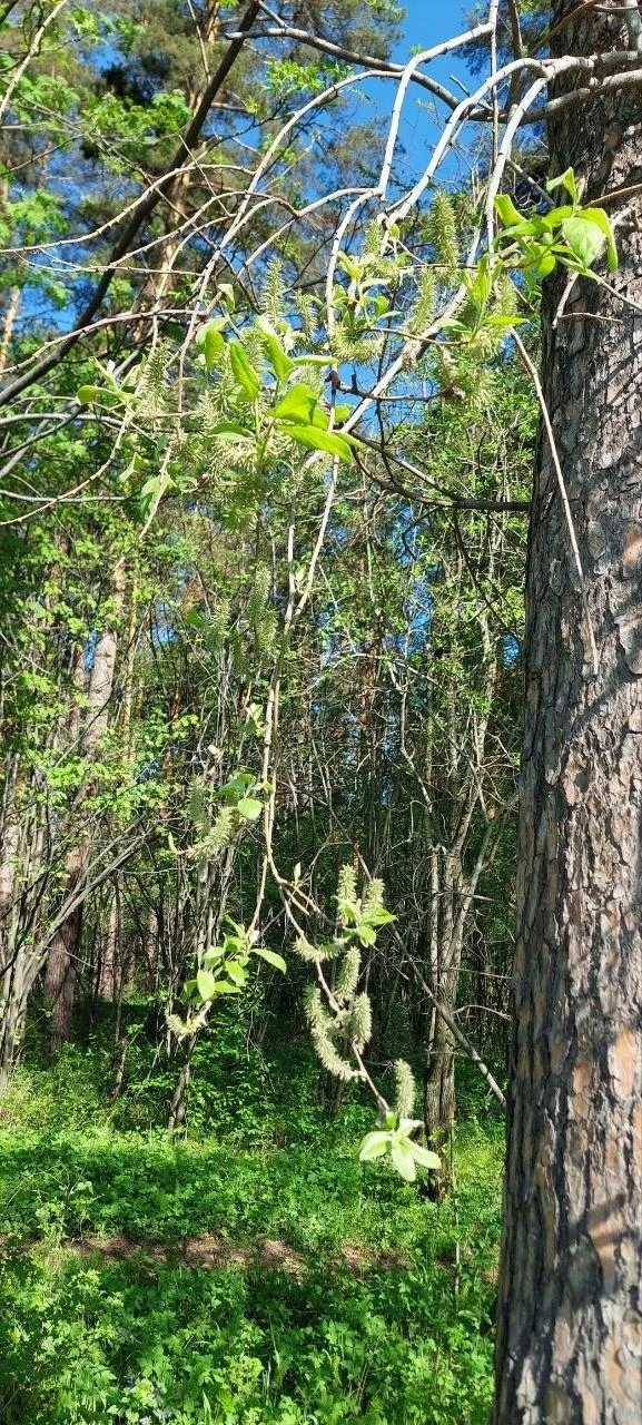 Ива (она же верба) начнёт пушить примерно через полторы недели | Источник: пресс-служба УрФУ