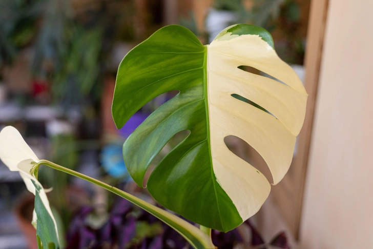 Источник: Hazrat Bilal / Legion Media