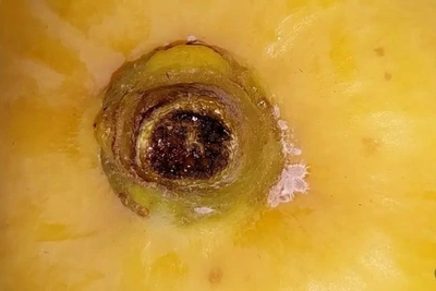 Червец Комстока в манго из Китая