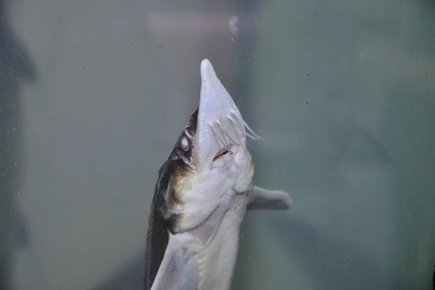 Новосибирский инвестор построит осетровую ферму в Северске к 2027