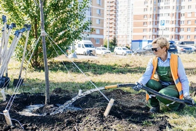 В Елецком высадили полсотни лип