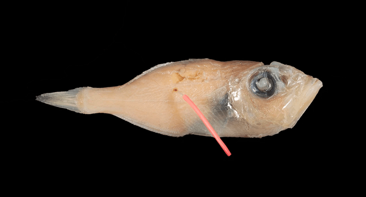 Ученые нашли рыбу, которая вынашивает потомство во рту