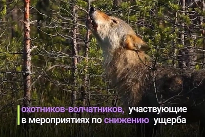 6,9 тысячи волков насчитывается в Забайкалье