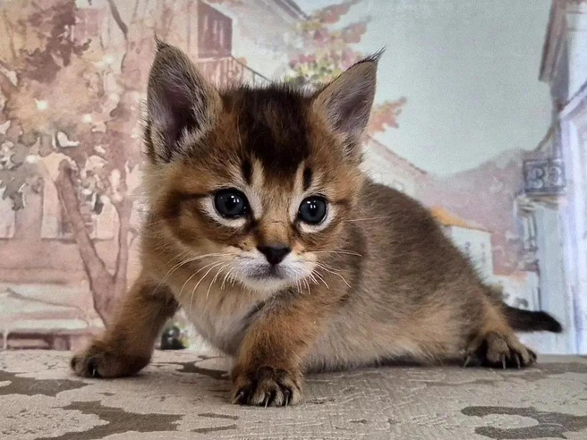Котёнок каракета на фотографии — в будущем он вырастет в крупное и эффектное животное | Источник: предоставлено владелицей Инной