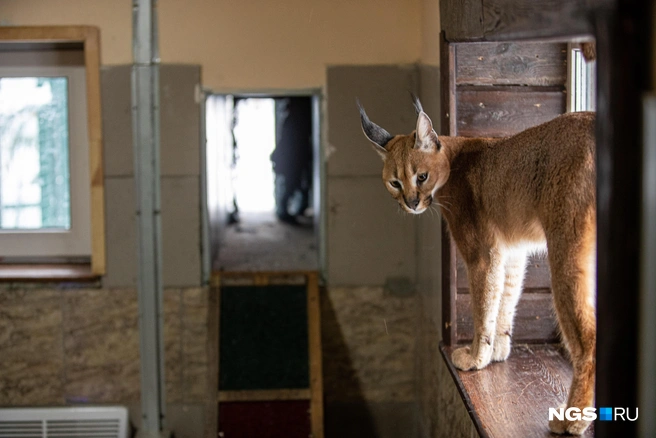 На фото&nbsp;— каракал. Именно при скрещивании этой дикой кошки с домашней особью на свет появляется каракет | Источник: Александр Ощепков / NGS.RU