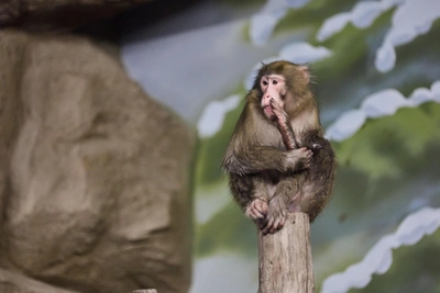 30 августа откроется вольерный комплекс «Азия» в Новосибирском зоопарке