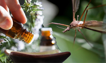 Не надо «бззз!»: 12 эфирных масел, отпугивающих комаров