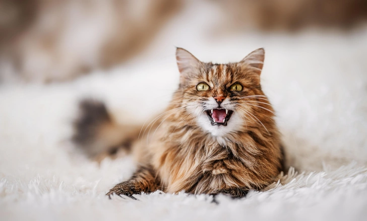 Источник: Shutterstock/Fotodom.ru